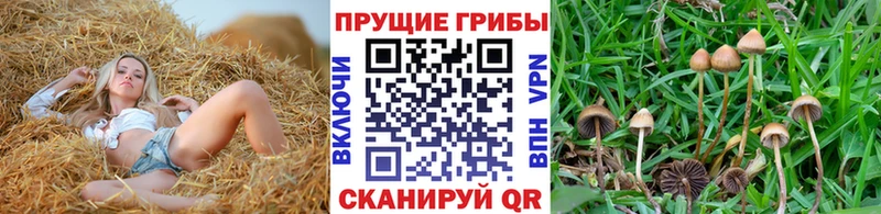 Галлюциногенные грибы Psilocybe  Ковров 